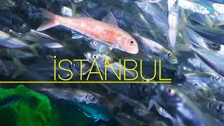 Unrewarded Underwater Short Documentary | May 2025 Istanbul