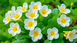 RESTORATION OF THE NERVOUS SYSTEM 🌿 Gentle music that calms the nervous system and pleases the soul
