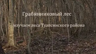 Грабинниковый лес на юго-восточном склоне.