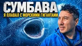 Плавание с китовыми акулами | с Бали на остров Сумбава на мотобайке | лучший снорклинг в мире