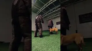 Тренування з мондіорингу