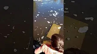 #сазан