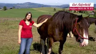 Equine-assisted coaching for companies