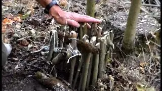Бродяга в лесу