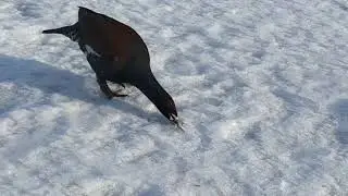 Красавчик - молодой глухарь.