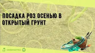 Посадка роз осенью в открытый грунт
