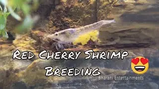 Red Cherry Shrimp breed