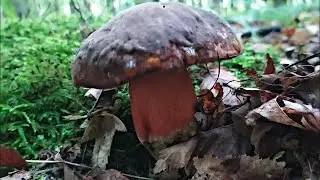 Збір грибів. Вінниця,  ліс в старому місті.