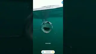 ഇവന്റെ മുൻപിൽ പെട്ടാൽ തീർന്നു