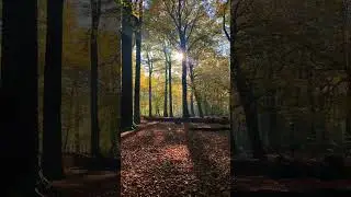 Beautiful Autumn Day in a Dutch Forest