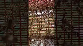 Обліт трутня бакфаст #купить #матку#бакфаст#бджолопакети #бакфаст