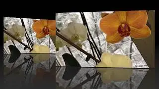зима в разгаре / орхидеи цветут