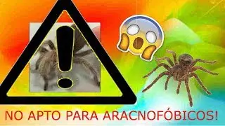ACARICIANDO LA PANZA DE MI TARÁNTULA? / BICHO GIRL CHANNEL