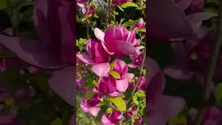 МАГНОЛИЯ из семян     ЭТО не СОРТ и не то, Что показывали на картинке     Цветение не скоро