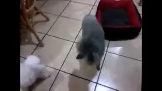 Mickey and Monkey