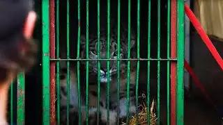 I carpool for 11 hours with a panther