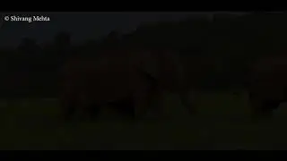 Asian Elephants of Corbett National Park