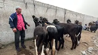 Нархи моли фарбе калон майда ПАХТАБОД регар савдо зур мол. Киммат 13 июня 2023 г.