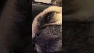 Pug Vader