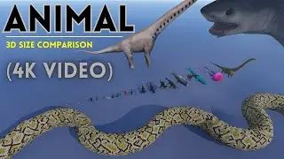 Animal Size Comparison in Perspective || 3D Animation (4K Video)  