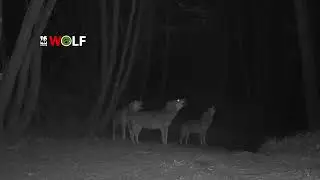 Ululati - Wolf howling