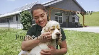 Take a tour of PupsLuv's beautiful Bichon, Cavalier, Havanese, and Cocker Spaniel moms and dads.