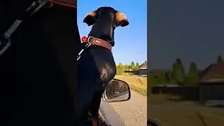 Такса Бекки спешит на дачу)))😍😍😍 Becky's dachshund is in a hurry to the cottage)))😍😍😍