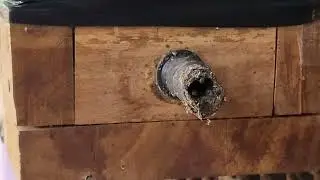 Stingless bees collecting pollen grains.