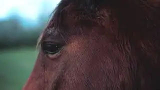HORSE COPYRIGHT FREE VIDEOS