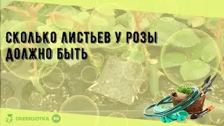 Сколько листьев у розы должно быть