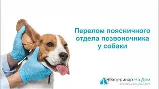 Перелом поясничного отдела позвоночника у собаки.