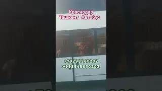 Краснодар Ташкент Автобус #автобус #краснодар #тошкент #краснодар #тикток #ташкент #анапа #новоросси