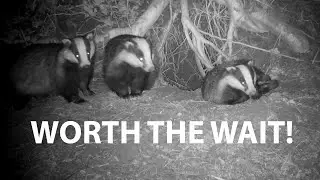 I spent 6 months filming Badgers for this moment