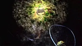 Собираем крабов ночью подсаком  и готовимся к весенней охоте