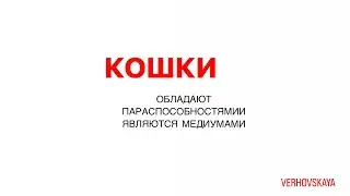 Кошки видят ☑️ приведений ☑️ духов ☑️ домовых. Замечали как они часто за кем-то невидимым наблюдают❓
