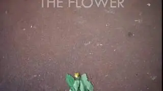 Final Composition - Stop Motion Image Sequence