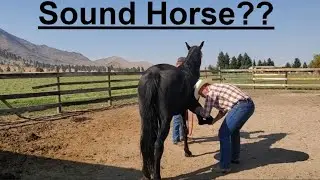 Pre-Purchase Horse Exam | Sound Horse | Buying a Horse