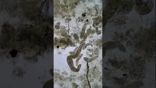 A Microsafari #Short -  Microbe Mayhem  #microscope #biology #science