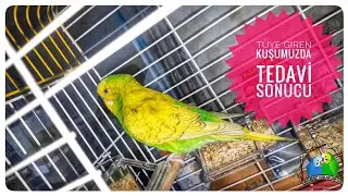 Tüye Giren Kuşumuzda Tedavi Sonucu