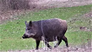 6.5 CREEDMOOR DROPS WILD HOG!