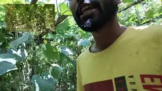 chori karke khane ka maja dusra hai🥒