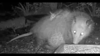 Opposum Joey Climbs Back in the Pouch at BWHQ