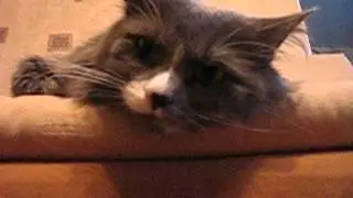 чеширский кот