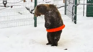 Mansur, how are we going to remove the circle from the waist ???🐻👀/Bear Mansur