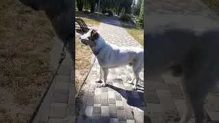 Алабай Булат, очередной заплыв
