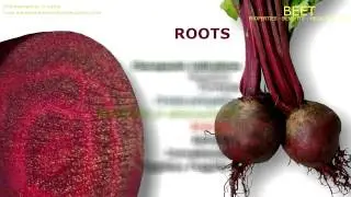 Beetroot. Benefits of the Beetroot
