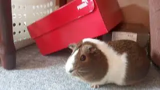 Наш обед. Кто начал ссориться?🐹