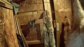 Койоты и шкуры