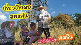 Ep.824 เกี่ยวข้าวดอรอแฟน #แม่บ้านอีสาน #ชีวิตบ้านนอก