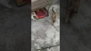 Бобик струнит кошку